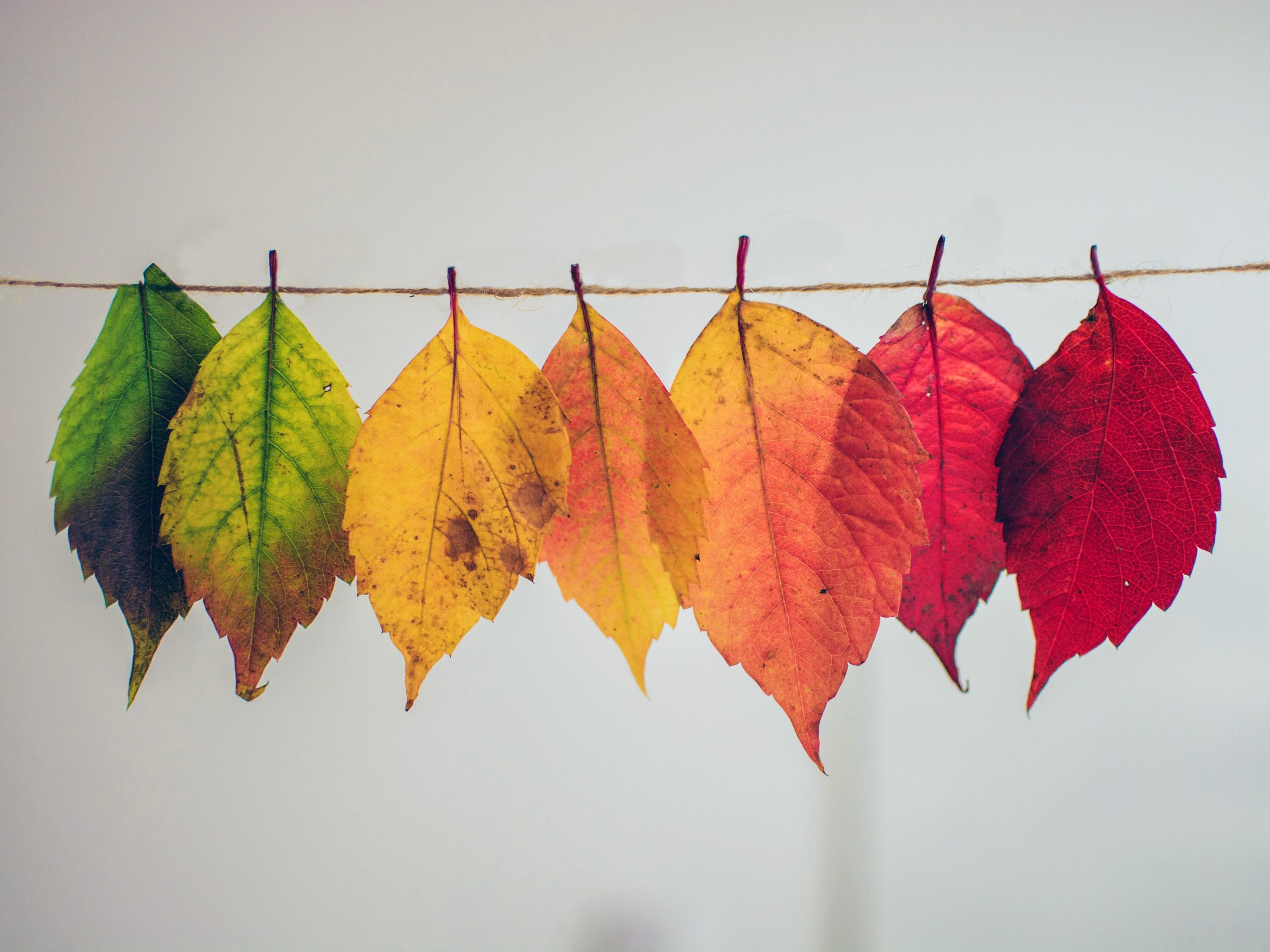 autumn leaves on a clothesline