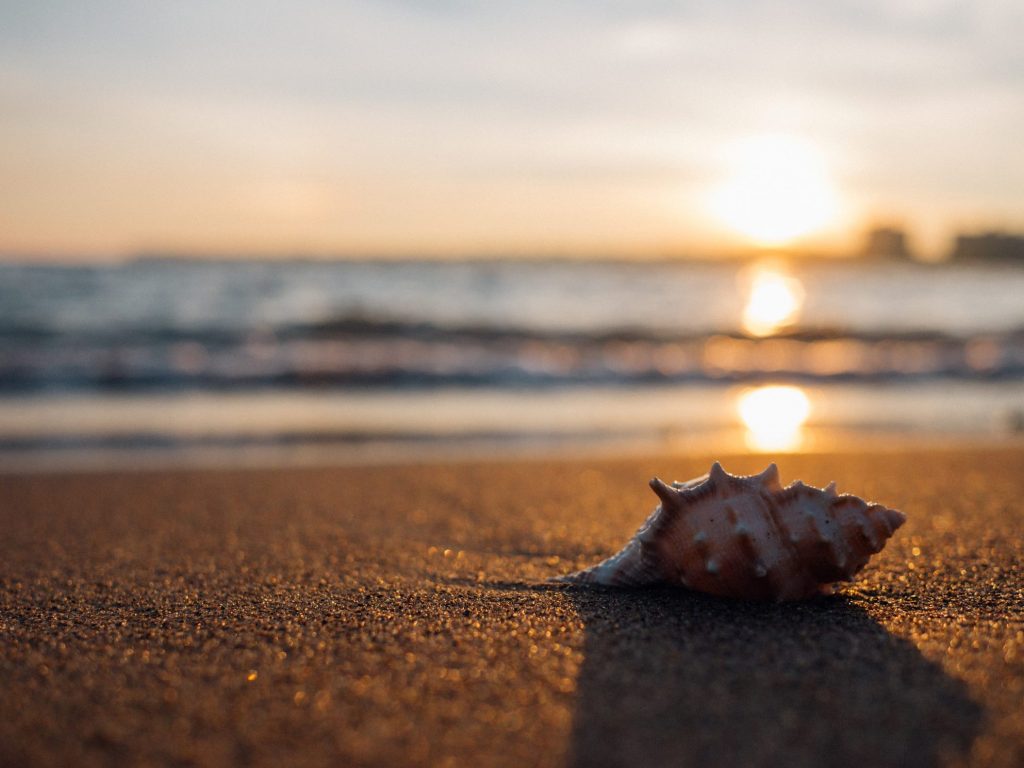 seashell on ocean beach at sunset